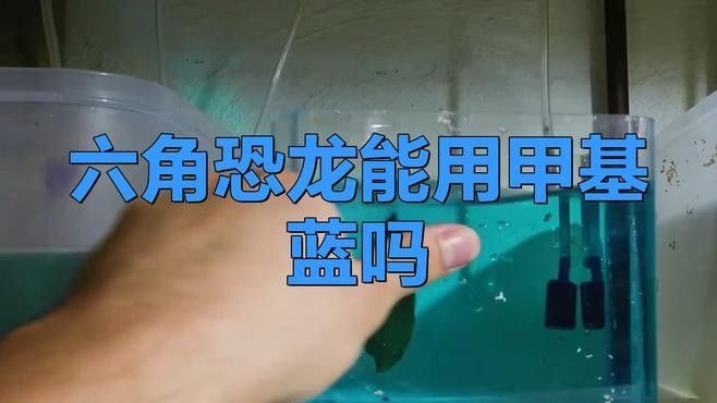 如何判斷六角恐龍是否感染？：六角恐龍是否可能感染了疾病或病原體 如何判斷六角恐龍是否感染？：六角恐龍是否可能感染了疾病或病原體 龍魚(yú)百科 第1張
