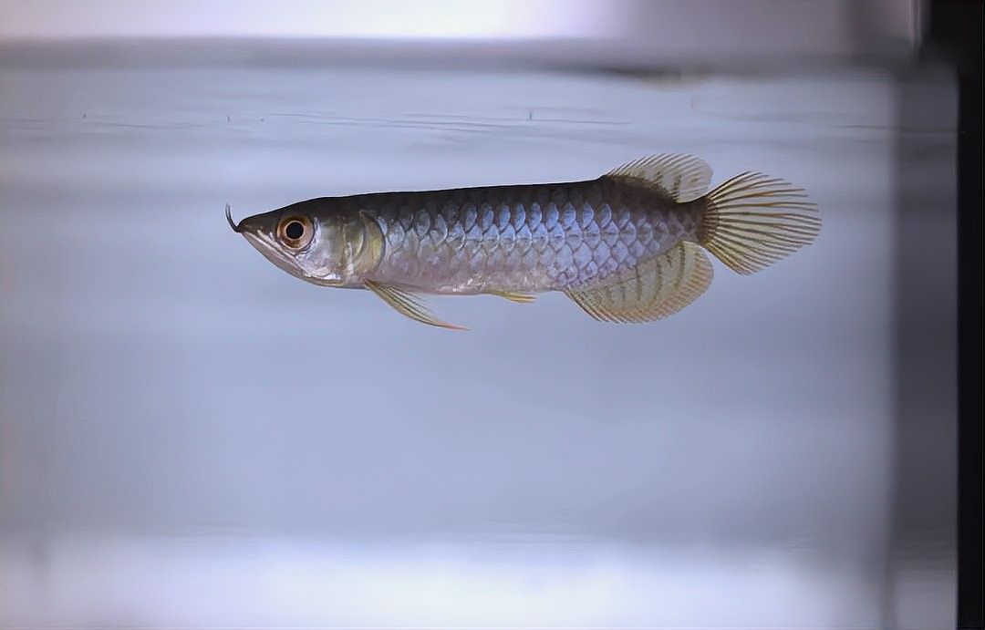 龍魚黑缸和白缸發色對比：黑缸與白缸發色差異大揭秘 龍魚黑缸和白缸發色對比：黑缸與白缸發色差異大揭秘 龍魚百科 第8張