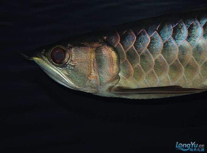 龍魚黑缸和白缸發色對比：黑缸與白缸發色差異大揭秘 龍魚黑缸和白缸發色對比：黑缸與白缸發色差異大揭秘 龍魚百科 第5張