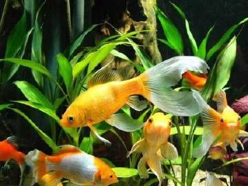龍魚缸養魚數量有哪些講究：如何根據龍魚缸養魚數量？