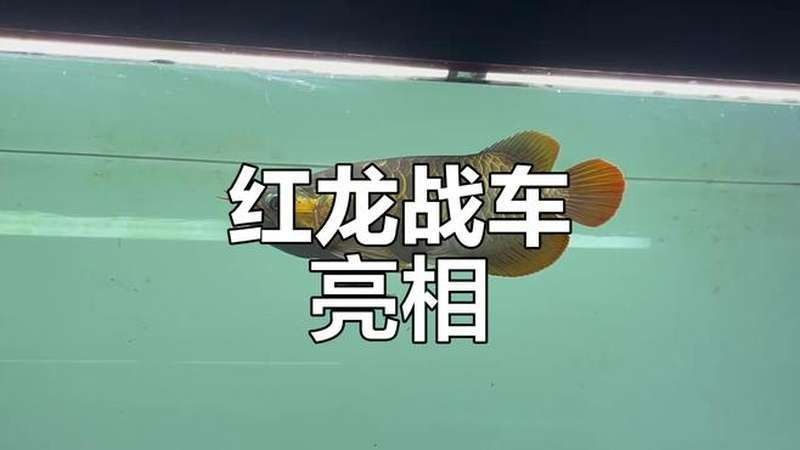 戰車紅龍魚有哪些品種？：戰車紅龍魚什么品種最好及排名樓上同僚紅龍魚的特點