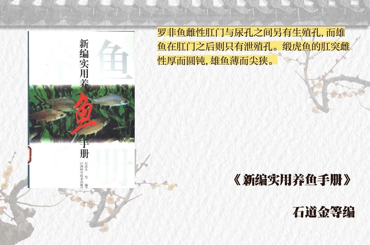 如何區分龍睛的公母：龍睛金魚怎么分公母
