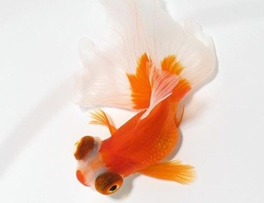如何區分龍睛的公母：龍睛金魚怎么分公母