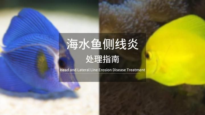 如何預防紅龍魚側(cè)線發(fā)黑：紅龍魚側(cè)線發(fā)黑原因揭秘精神穩(wěn)定的無名鏟屎官