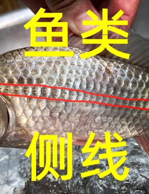 如何預(yù)防紅龍魚側(cè)線發(fā)黑：紅龍魚側(cè)線發(fā)黑原因揭秘精神穩(wěn)定的無名鏟屎官