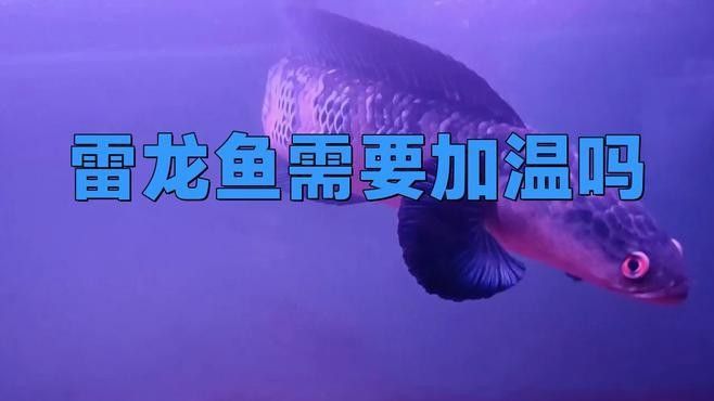 雷龍魚(yú)水溫20度需要加溫嗎：雷龍魚(yú)水溫降至20攝氏度以下需要采取加溫措施進(jìn)行加溫 雷龍魚(yú)水溫20度需要加溫嗎：雷龍魚(yú)水溫降至20攝氏度以下需要采取加溫措施進(jìn)行加溫 龍魚(yú)百科 第1張