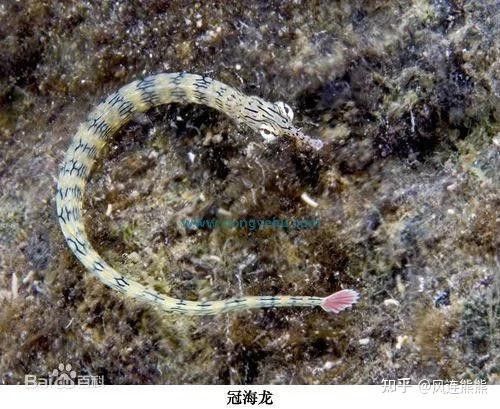 海龍魚有哪些天敵：關(guān)于海龍魚的8個(gè)小知識(shí)(海龍魚的8個(gè)小知識(shí)