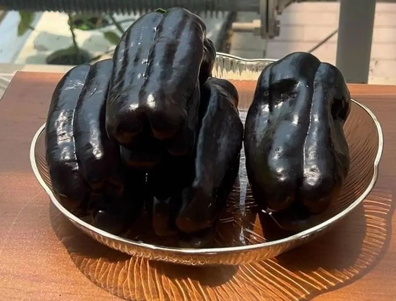 給我更多紫艷辣椒紅龍的照片：紫艷辣椒紅龍