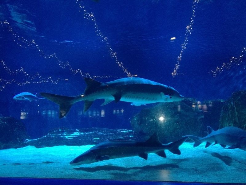 上蔡哪個水族館龍魚好？祥龍魚場龍魚：上蔡縣水族館祥龍魚場龍魚養殖領域具有較高聲譽