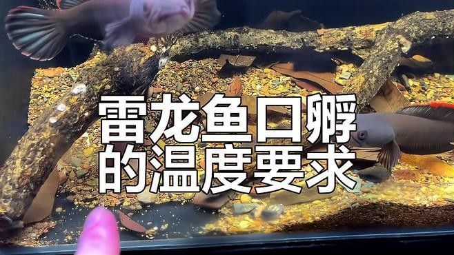 彩虹雷龍魚繁殖時需要哪些條件？：彩虹雷龍魚的繁殖方法 彩虹雷龍魚繁殖時需要哪些條件？：彩虹雷龍魚的繁殖方法 龍魚百科 第5張