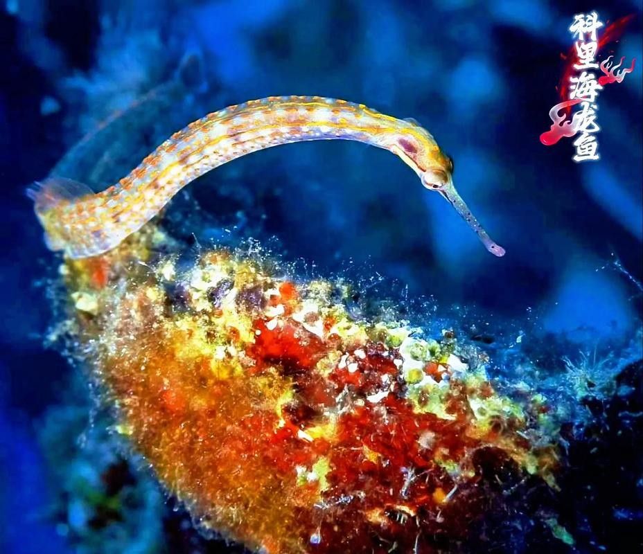 如何區(qū)分真假海龍魚照片：如何區(qū)分真假海龍魚照片的一些方法