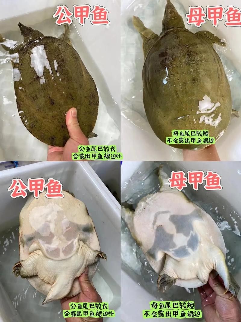 如何區(qū)分真假海龍魚照片：如何區(qū)分真假海龍魚照片的一些方法
