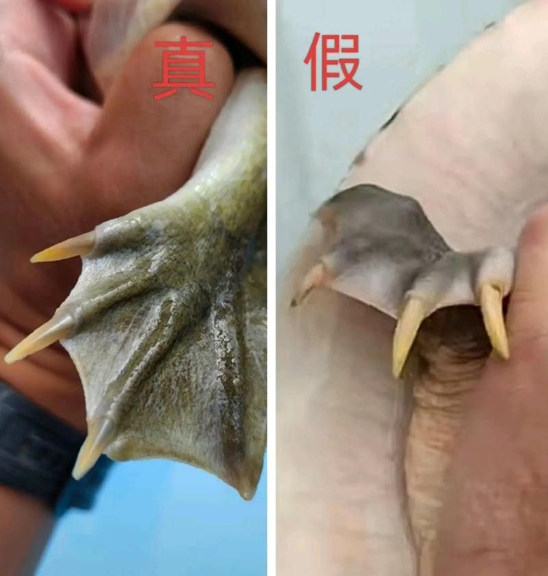 如何區(qū)分真假海龍魚照片：如何區(qū)分真假海龍魚照片的一些方法