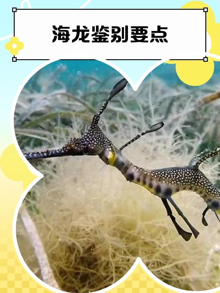 如何區(qū)分真假海龍魚照片：如何區(qū)分真假海龍魚照片的一些方法