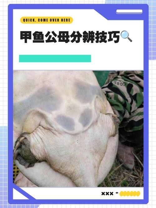如何區(qū)分真假海龍魚照片：如何區(qū)分真假海龍魚照片的一些方法