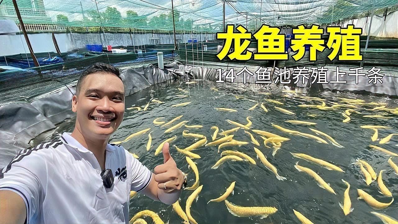金龍魚的最大記錄是多少？：泰國人養殖金龍魚有多瘋狂竟用活蟋蟀喂養14個魚池