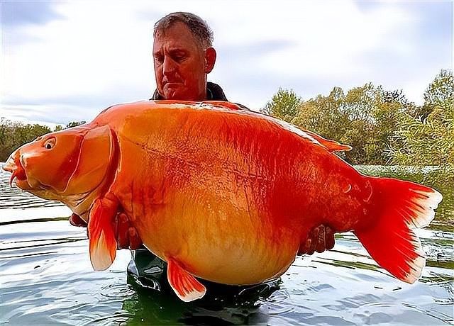金龍魚的最大記錄是多少？：泰國人養殖金龍魚有多瘋狂竟用活蟋蟀喂養14個魚池
