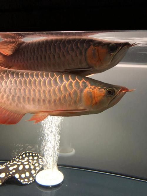 如何獲取更多福龍魚高清圖片：福龍魚高清圖片怎么拍