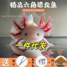 六角龍魚的市場價格如何？：六角恐龍魚多少錢一只六角恐龍魚多少錢一只宅匠匠