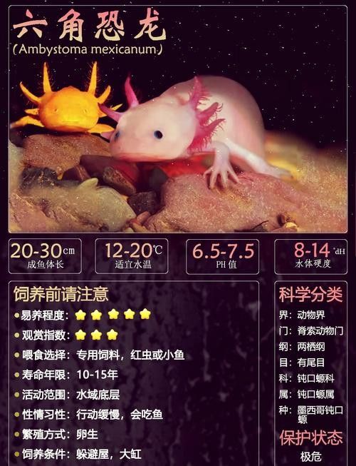 六角龍魚的市場價格如何？：六角恐龍魚多少錢一只六角恐龍魚多少錢一只宅匠匠