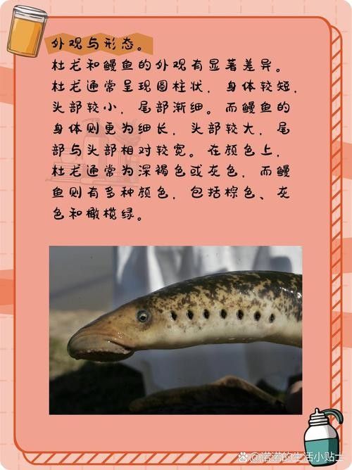 如何辨別杜龍魚的真假？：如何辨別杜龍魚的真偽？