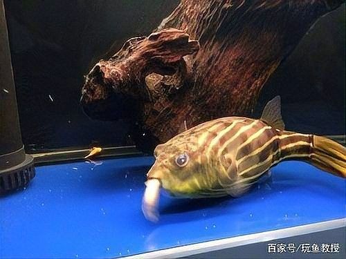 如何判斷血斑雷龍魚是否吃飽：如何判斷雷龍魚是否吃飽 如何判斷血斑雷龍魚是否吃飽：如何判斷雷龍魚是否吃飽 龍魚百科 第4張
