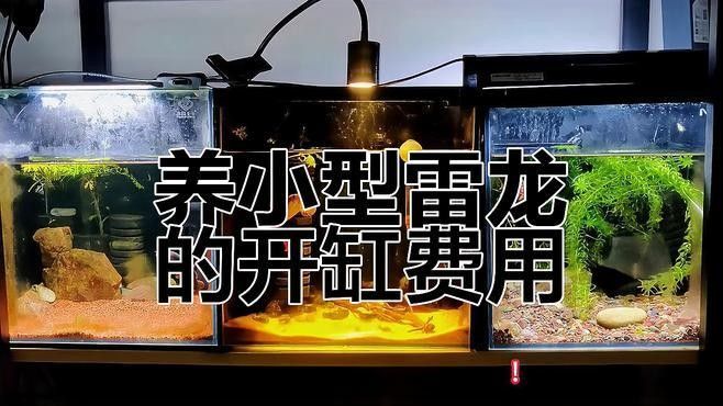七彩雷龍和阿薩姆雷龍哪個更好養：七彩雷龍和阿薩姆雷龍的區別
