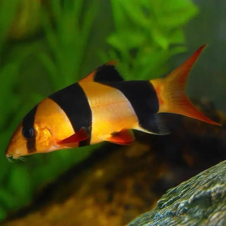 如何為三間鼠魚提供躲藏處？：三間鼠魚的飼養方法