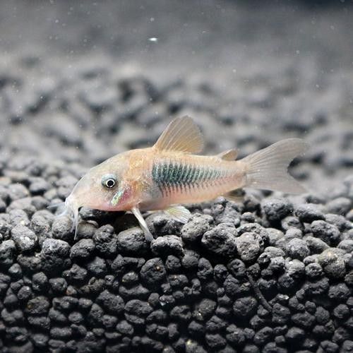 如何為三間鼠魚提供躲藏處？：三間鼠魚的飼養方法