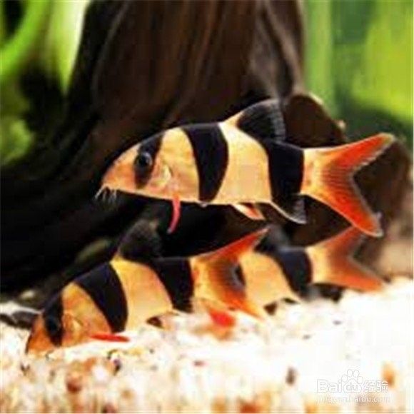 如何為三間鼠魚提供躲藏處？：三間鼠魚的飼養方法