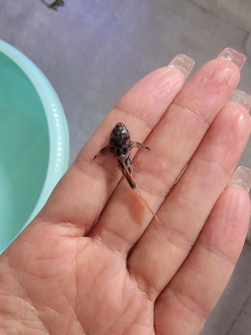 如何為三間鼠魚提供躲藏處？：三間鼠魚的飼養方法