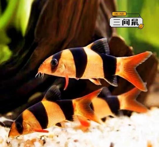 如何為三間鼠魚提供躲藏處？：三間鼠魚的飼養方法