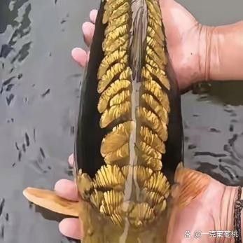 金龍魚鱗片松動需要多久恢復：金龍魚掉鱗片怎么辦