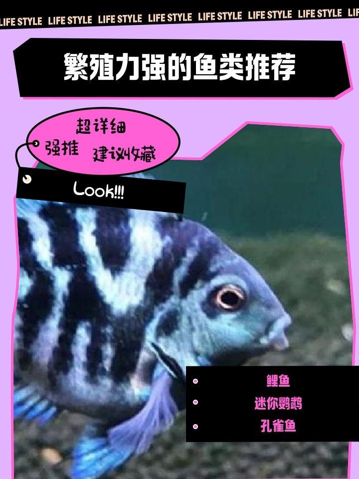 紅龍魚繁殖頻率高嗎：如何提高紅龍魚的繁殖成功率？ 紅龍魚繁殖頻率高嗎：如何提高紅龍魚的繁殖成功率？ 龍魚百科 第5張