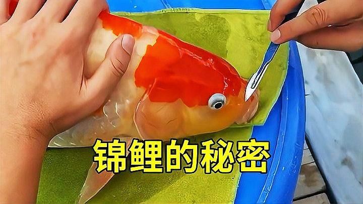 發(fā)色飼料多久喂一次合適？：發(fā)色飼料多久喂一次合適