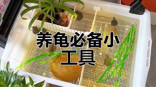 混養(yǎng)時應該如何設置躲避物：烏龜應激怎么辦