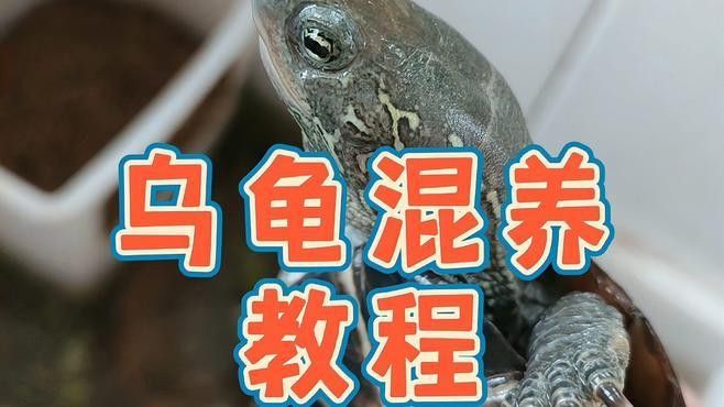 混養(yǎng)時應該如何設置躲避物：烏龜應激怎么辦
