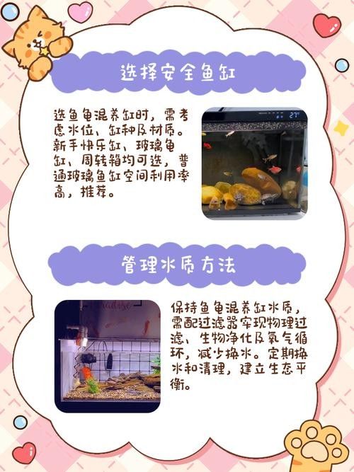 混養(yǎng)時應該如何設置躲避物：烏龜應激怎么辦