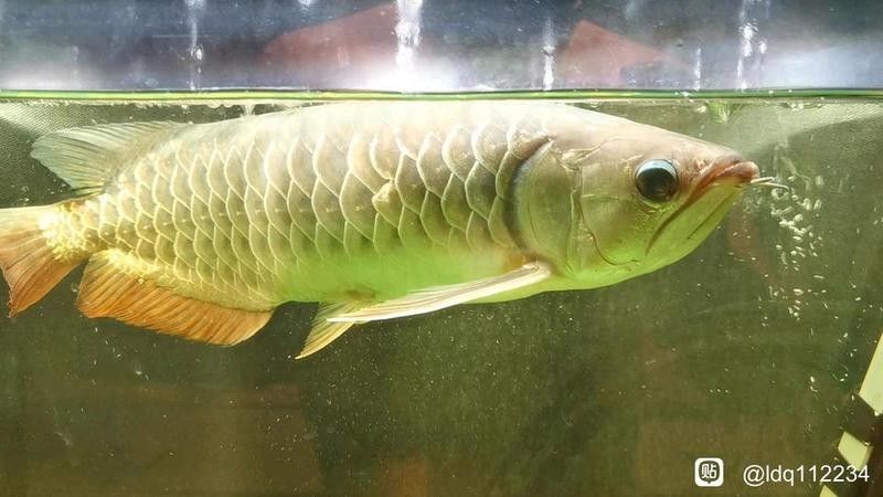 如何在百度貼吧上搜索金龍魚吧：百度貼吧上搜索金龍魚吧，首先要知道金龍魚吧的具體名稱