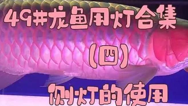 哪些相機適合拍攝紅龍魚：五款適合拍攝紅龍魚的相機