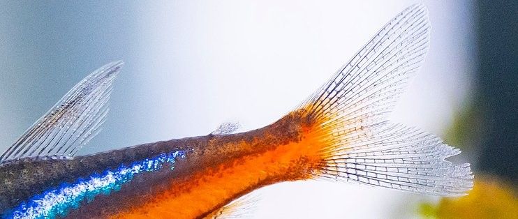 哪些相機適合拍攝紅龍魚：五款適合拍攝紅龍魚的相機