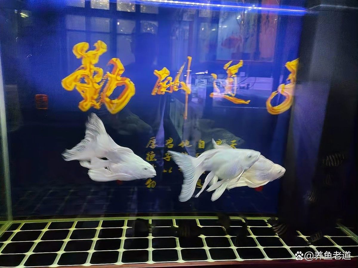 紅龍魚飼料和羅漢魚飼料有何區別：紅龍魚飼料和羅漢魚飼料的區別