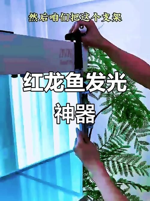 高端紅龍魚燈具有哪些推薦？：三款高端紅龍魚燈具推薦