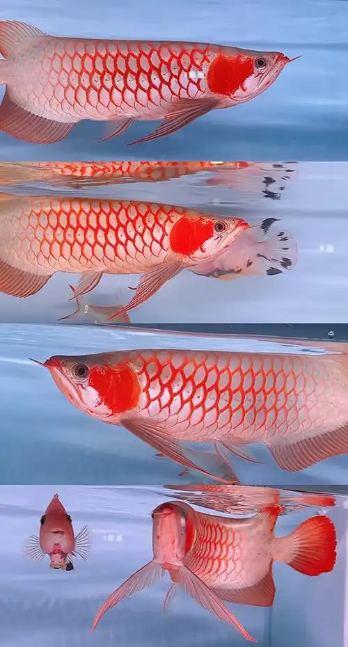 最近幾年紅龍魚冠軍都是白玉紅龍魚：白玉紅龍魚是什么品種