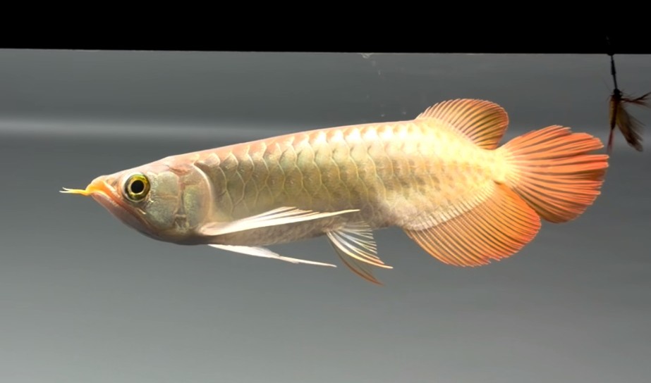 26cm白玉紅龍魚小魚：26厘米的白玉紅龍魚
