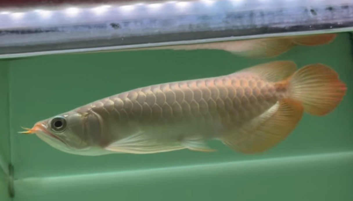 ?27cm的白玉紅龍魚小魚:27cm的白玉紅龍魚小魚是一種非常珍稀的觀賞品種 ?27cm的白玉紅龍魚小魚:27cm的白玉紅龍魚小魚是一種非常珍稀的觀賞品種
