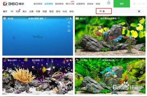 如何設(shè)置高清金龍魚(yú)壁紙：如何設(shè)置金龍魚(yú)壁紙