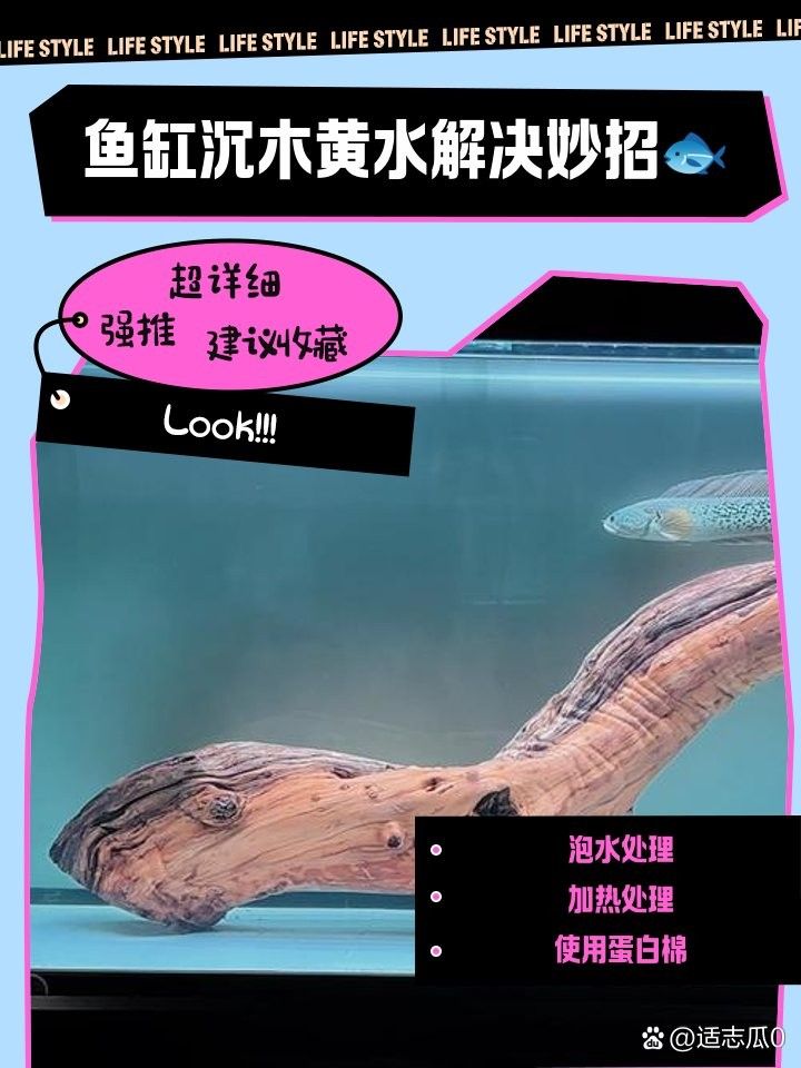 龍魚缸沉木多久換一次：魚缸養魚沉木如何處理