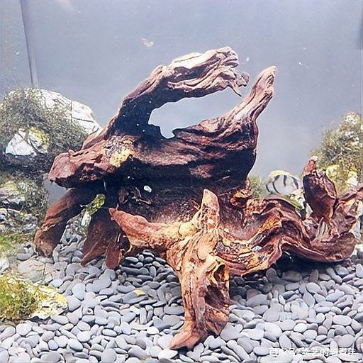 龍魚缸沉木多久換一次：魚缸養魚沉木如何處理