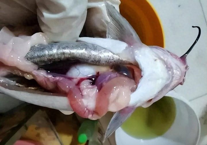 金龍魚(yú)腹水病會(huì)自愈嗎：金龍魚(yú)腹水病會(huì)自愈嗎？ 金龍魚(yú)腹水病會(huì)自愈嗎：金龍魚(yú)腹水病會(huì)自愈嗎？ 龍魚(yú)百科 第7張